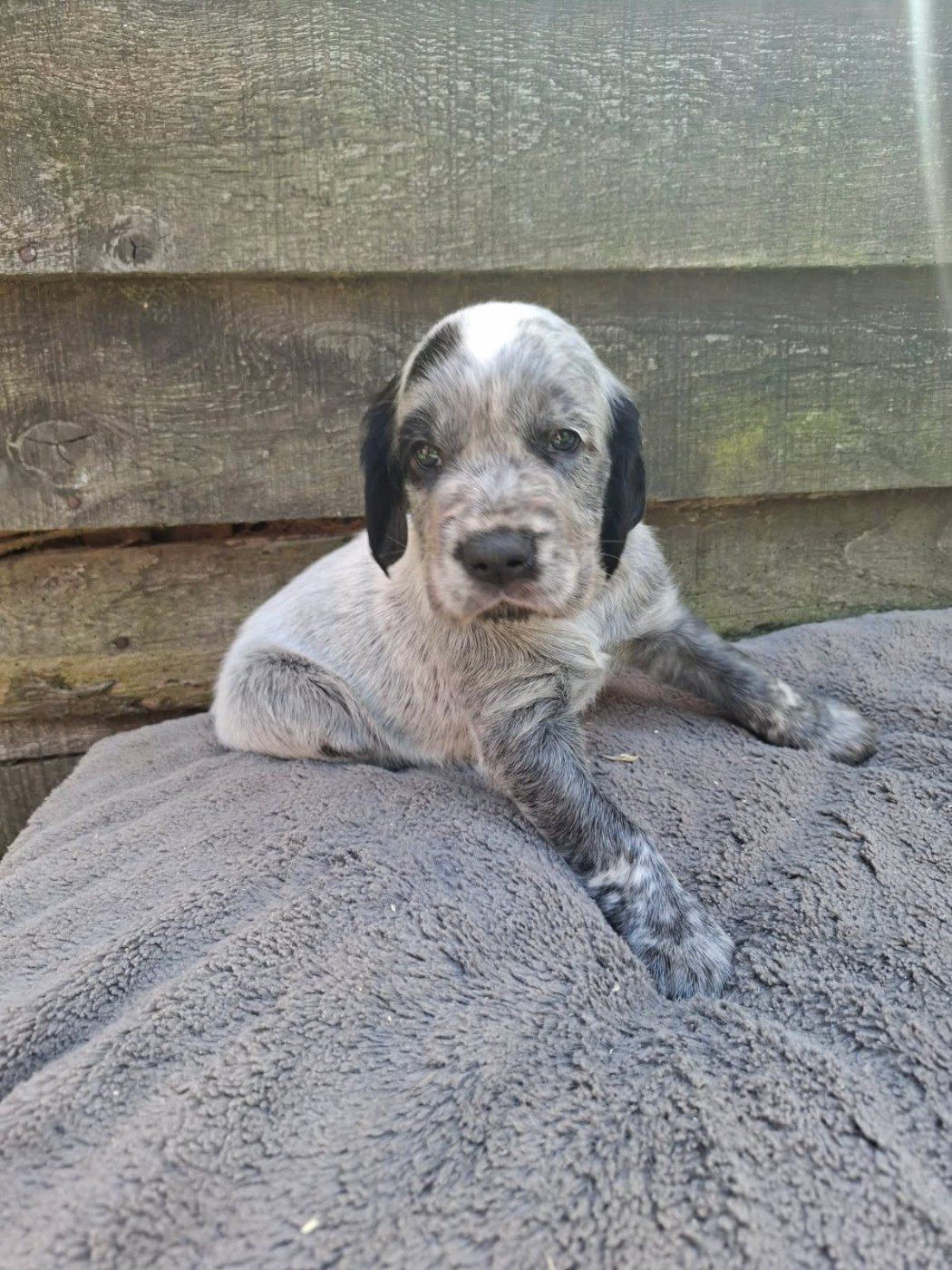 Chiot N°2 - Epagneul bleu de Picardie