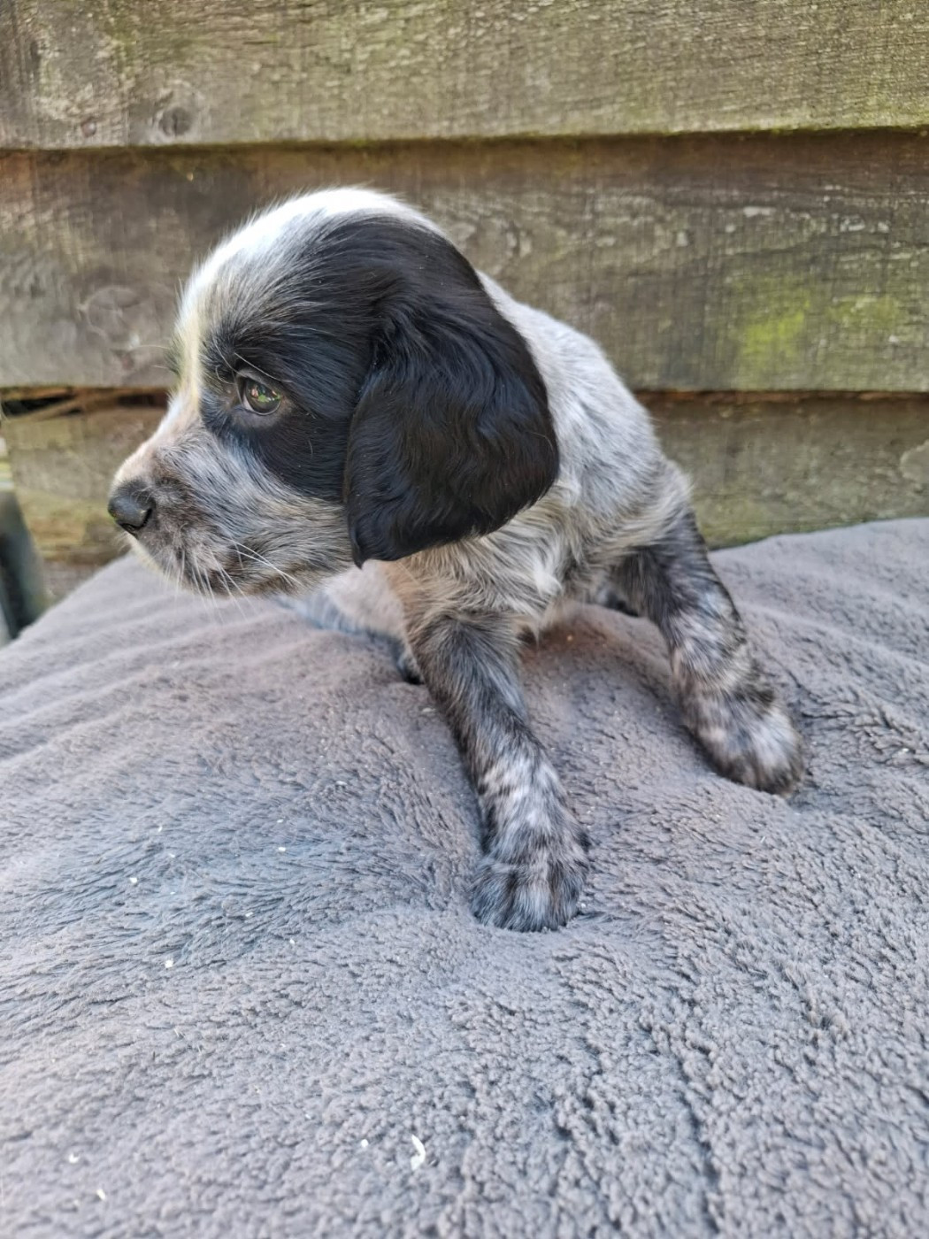 Chiot N°3 - Epagneul bleu de Picardie