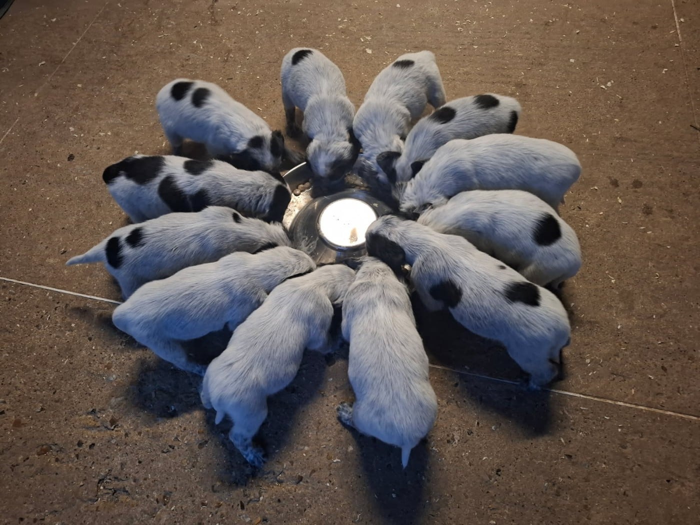 Chiot N°7 - Epagneul bleu de Picardie