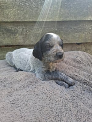 Les chiots de Epagneul bleu de Picardie