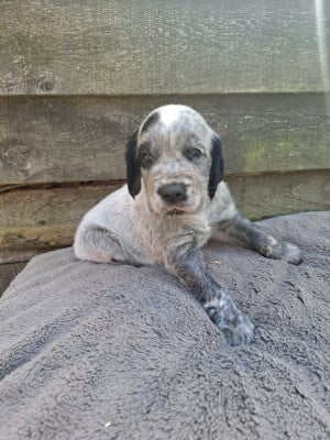Les chiots de Epagneul bleu de Picardie
