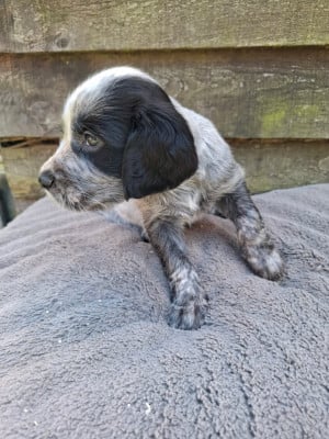 Les chiots de Epagneul bleu de Picardie
