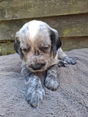 Les chiots de Epagneul bleu de Picardie