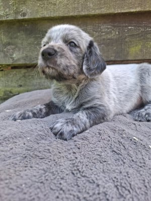 Les chiots de Epagneul bleu de Picardie
