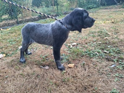 Les chiots de Epagneul bleu de Picardie