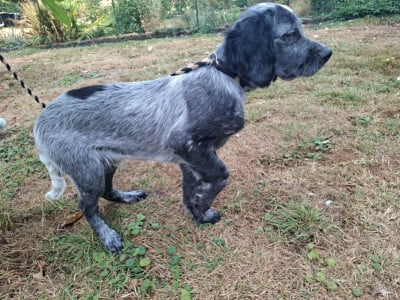 Les chiots de Epagneul bleu de Picardie