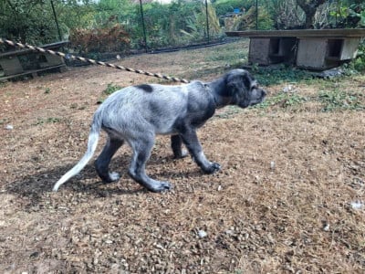 Les chiots de Epagneul bleu de Picardie