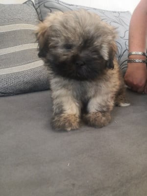 Les chiots de Lhassa Apso