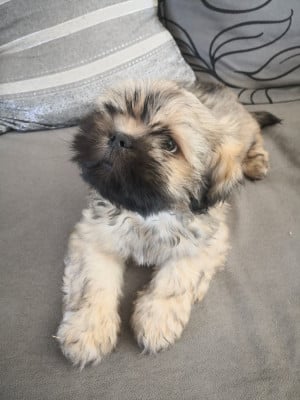 Les chiots de Lhassa Apso