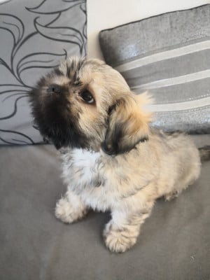 Les chiots de Lhassa Apso