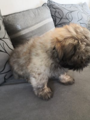 BAHIA A PAZZIA D'AURELIA - Lhassa Apso
