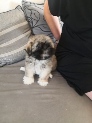 BARBIE A PAZZIA D'AURELIA - Lhassa Apso