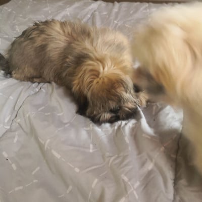 Les chiots de Lhassa Apso