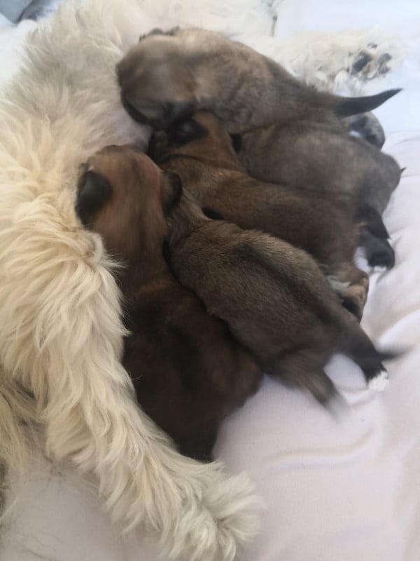 Lhassa Apso - A Pazzia D'Aurelia