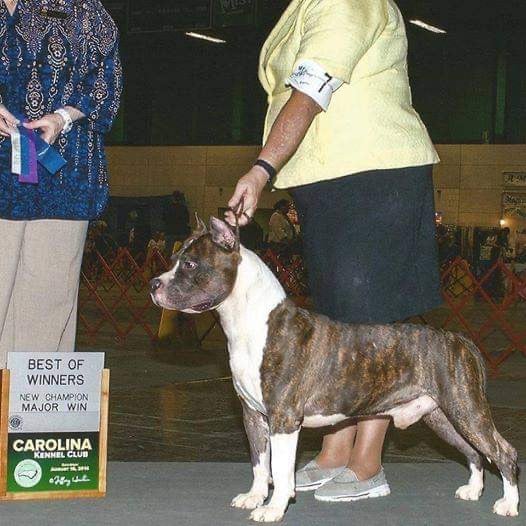 CH. majestic staffs Kentucky wildcat