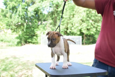 Les chiots de American Staffordshire Terrier