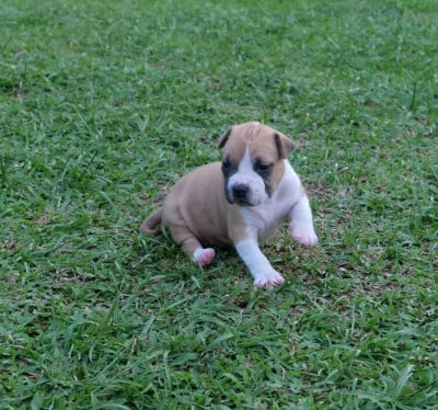 Les chiots de American Staffordshire Terrier