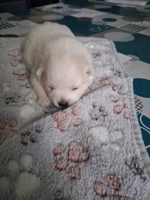Les chiots de Spitz japonais