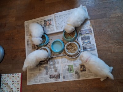 Les chiots de Spitz japonais