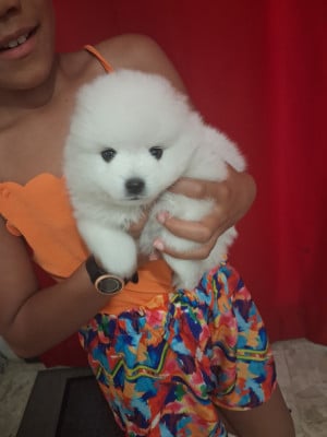 Les chiots de Spitz japonais