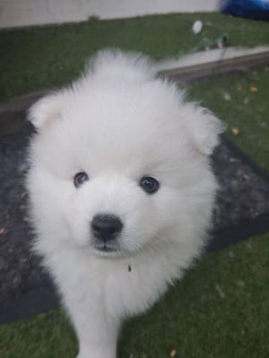 Les chiots de Spitz japonais