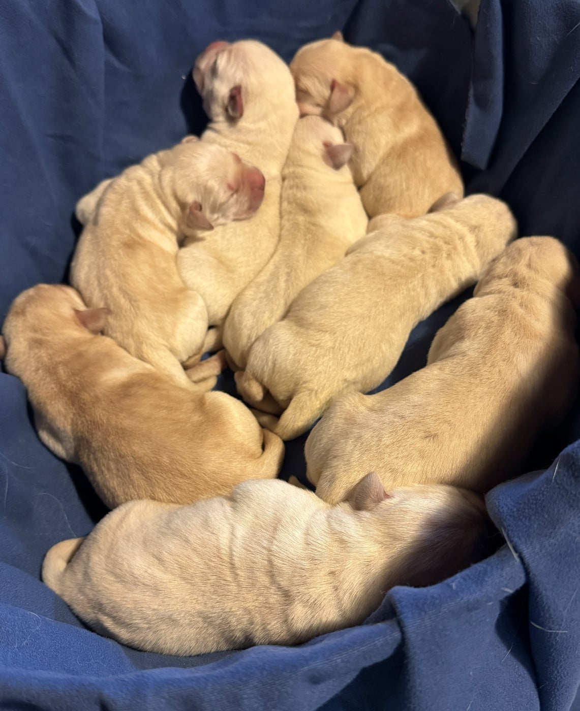 Chiot Labrador Retriever