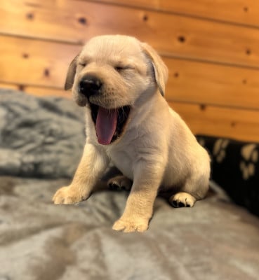 Les chiots de Labrador Retriever