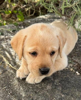 Les chiots de Labrador Retriever