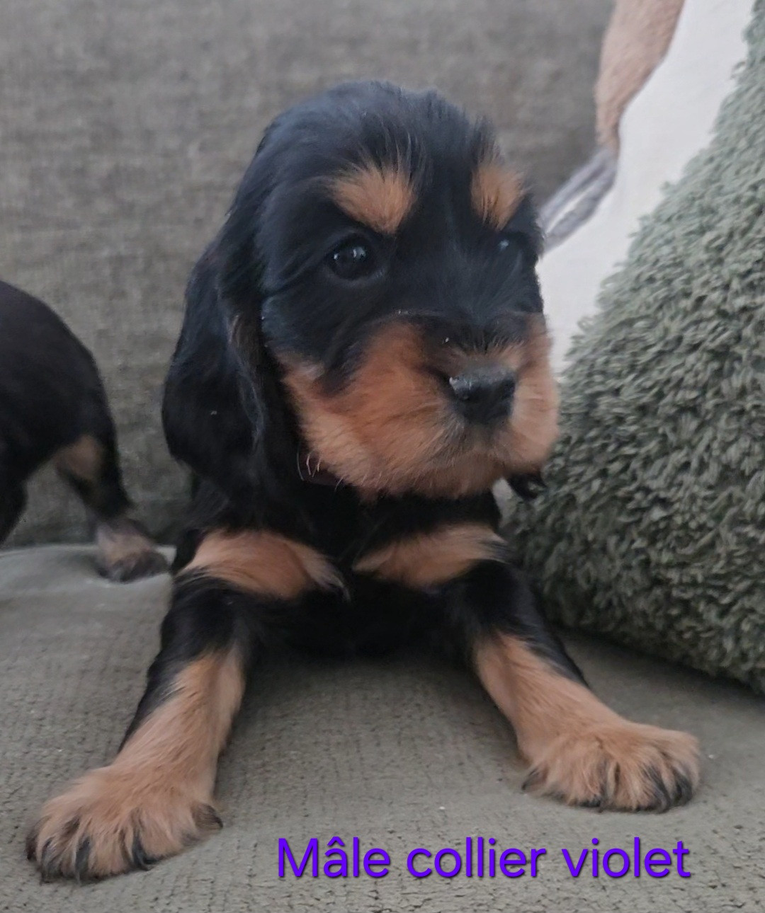 COLLIER VIOLET - Cocker Spaniel Anglais