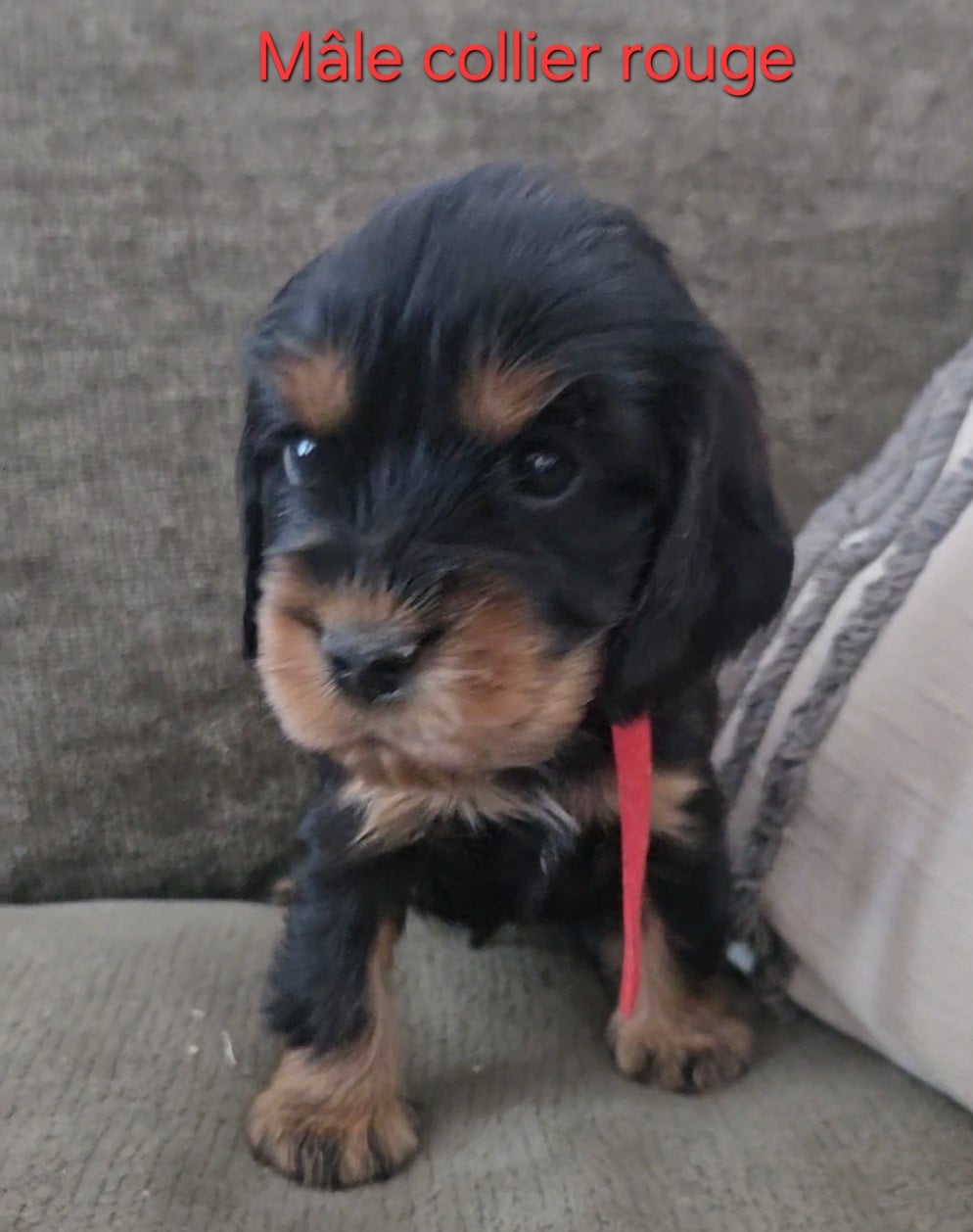 COLLIER ROUGE - Cocker Spaniel Anglais