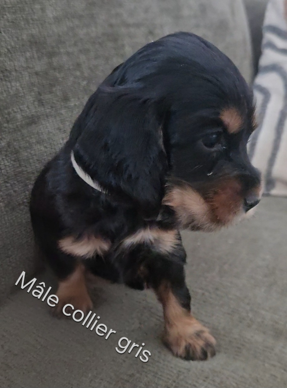 COLLIER GRIS - Cocker Spaniel Anglais