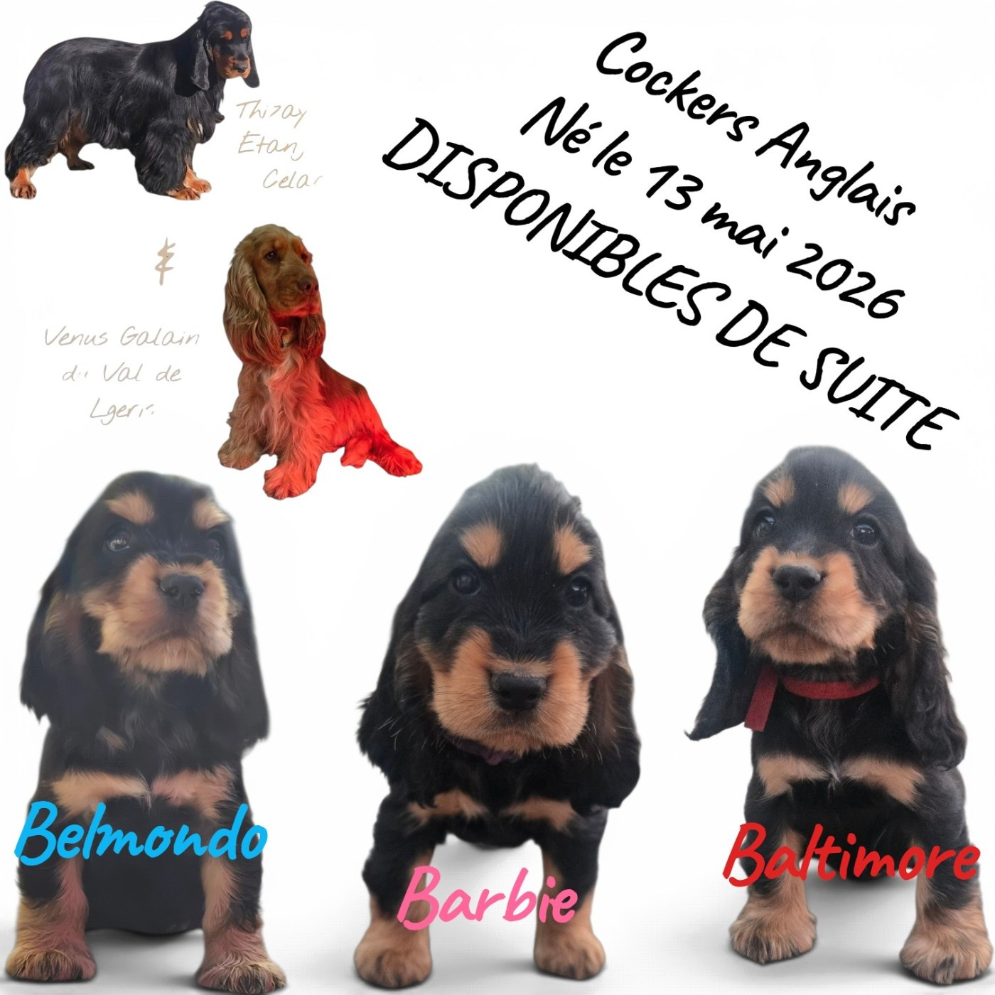 BELMONDO - Cocker Spaniel Anglais