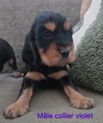 COLLIER VIOLET - Cocker Spaniel Anglais