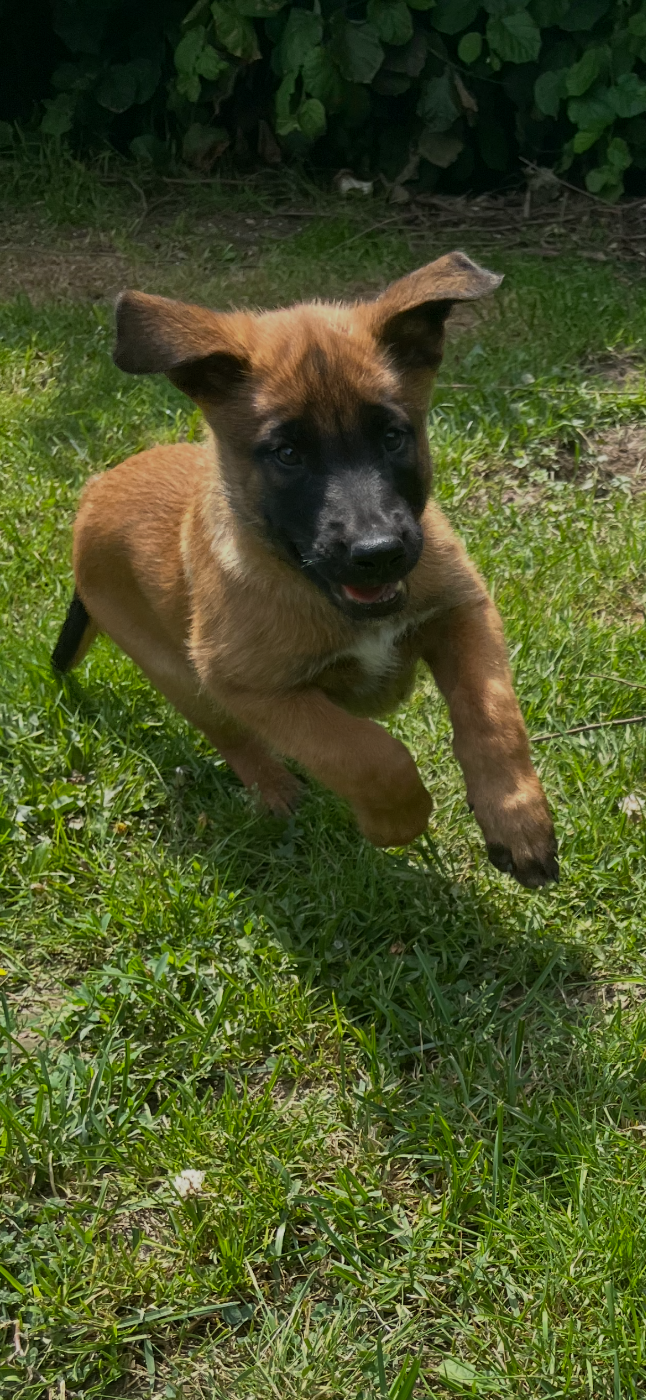 Chiot N°1