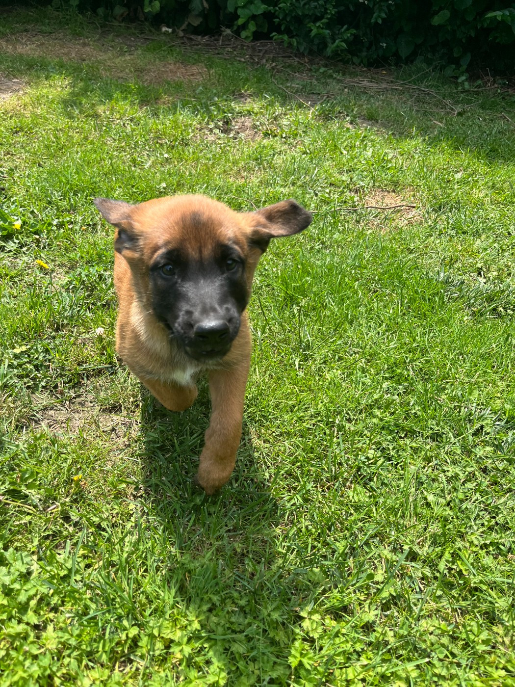 Chiot N°1