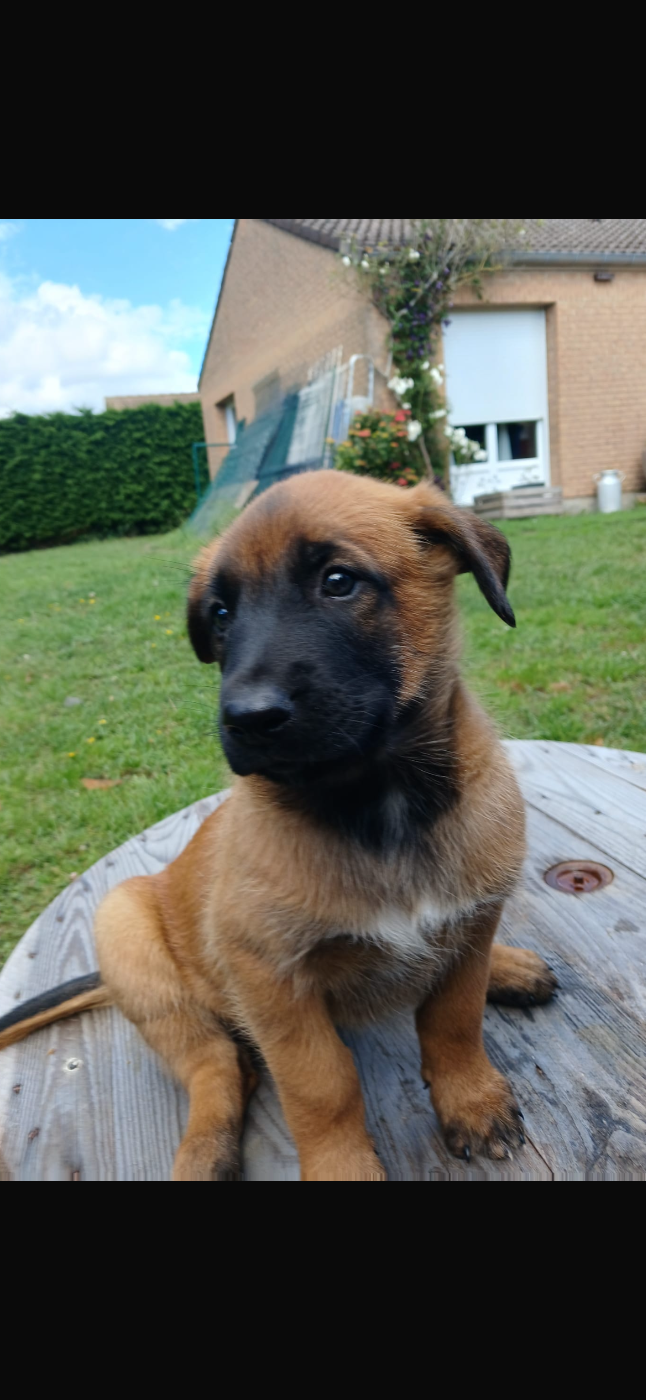 Chiot N°1