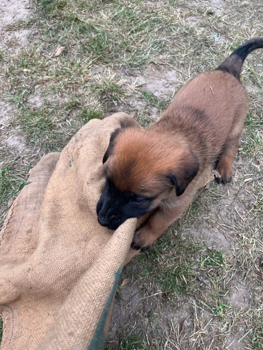 Chiot N°1