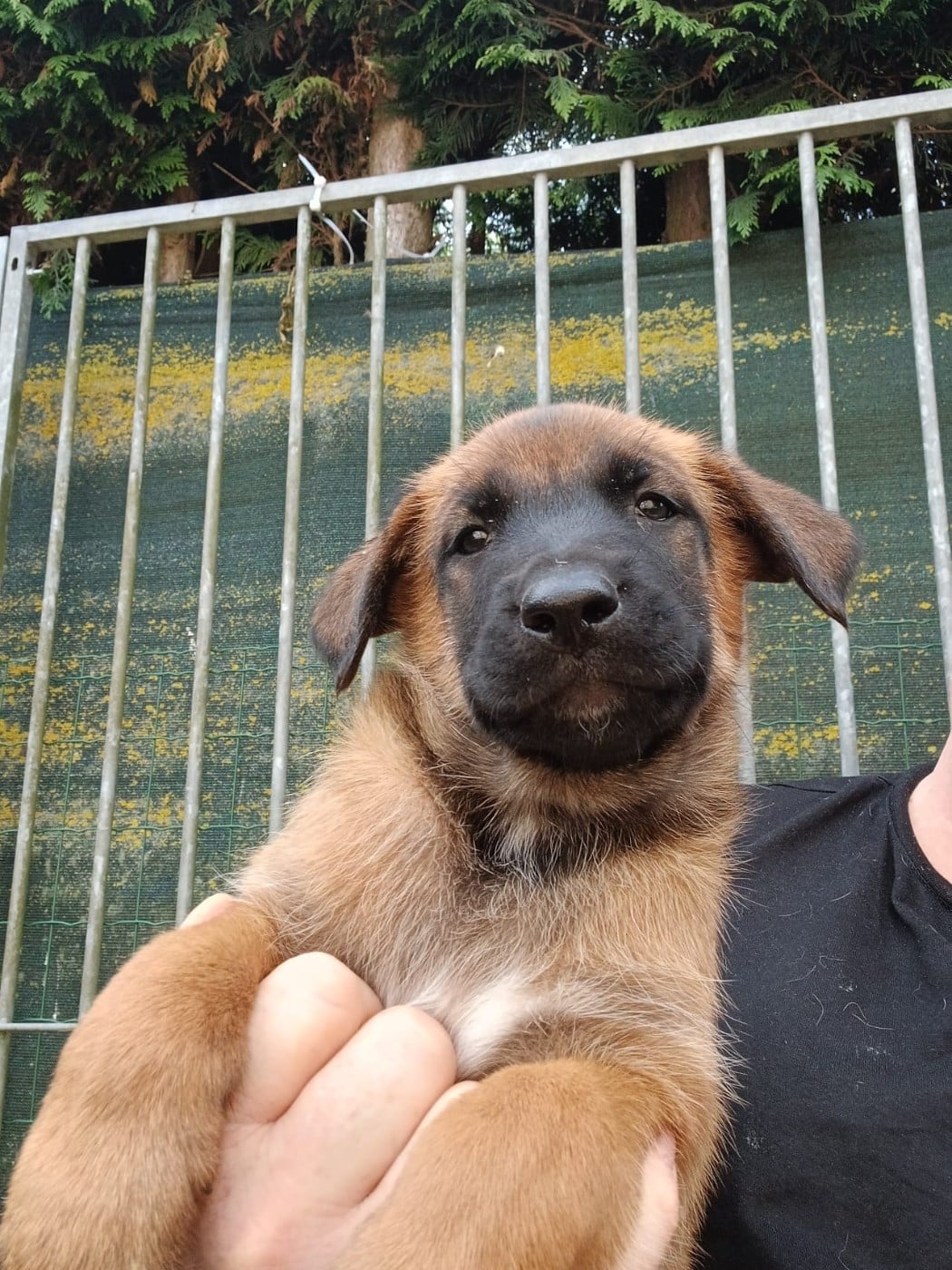 Chiot N°2