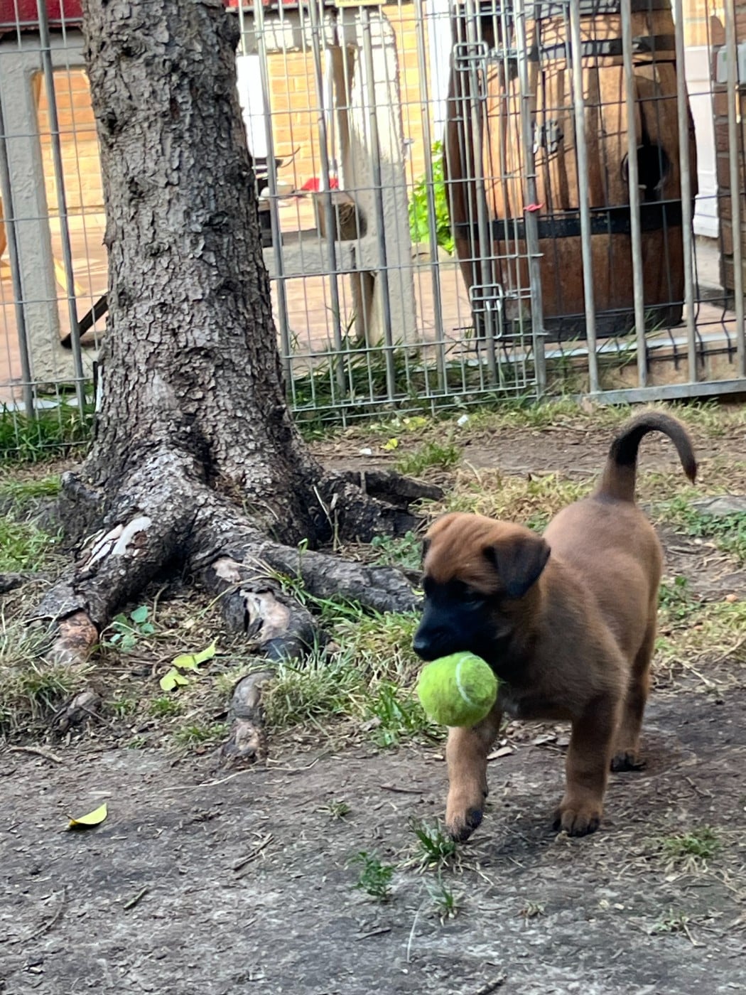 Chiot N°2
