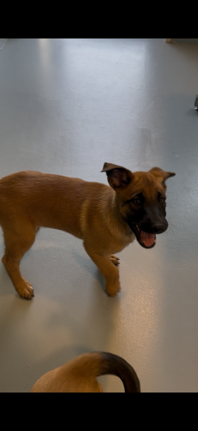 Chiot N°2