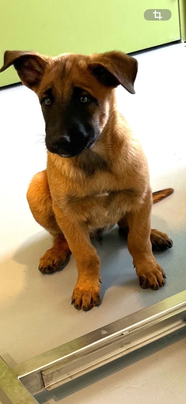 Chiot N°2