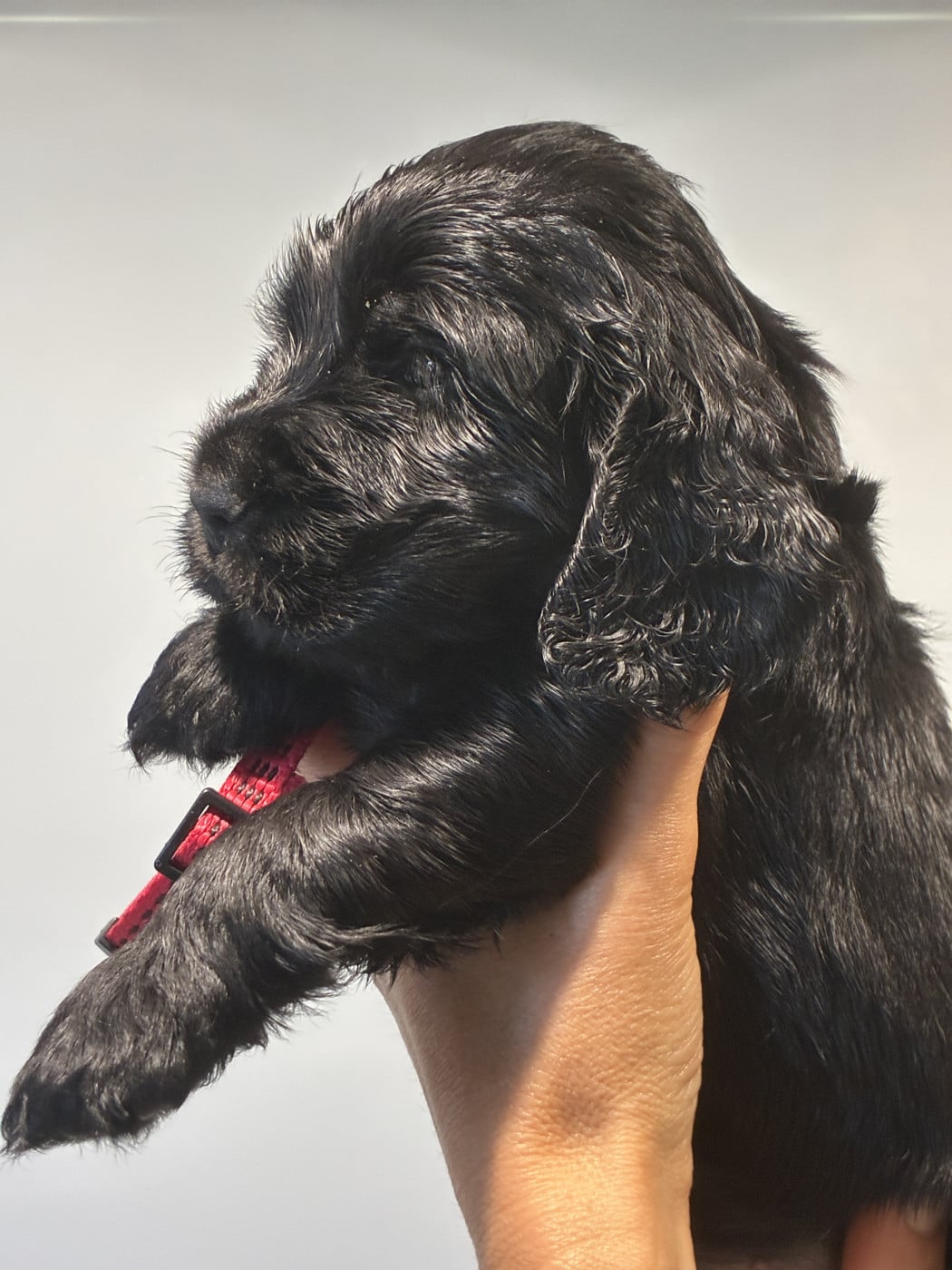 Black bird - Cocker Spaniel Anglais