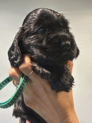 Les chiots de Cocker Spaniel Anglais