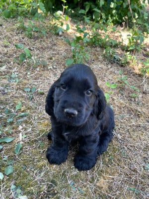 Les chiots de Cocker Spaniel Anglais