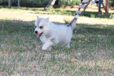 Les chiots de Siberian Husky