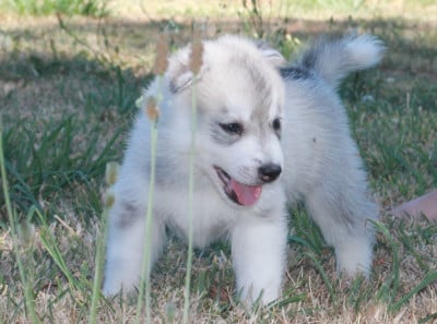 Les chiots de Siberian Husky