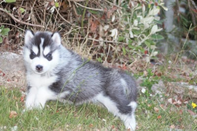 Les chiots de Siberian Husky