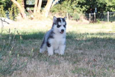 Les chiots de Siberian Husky