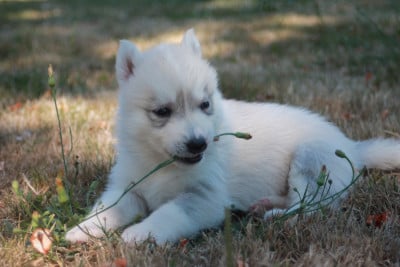 Les chiots de Siberian Husky