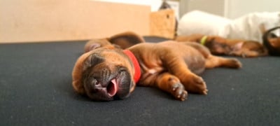 Les chiots de Rhodesian Ridgeback